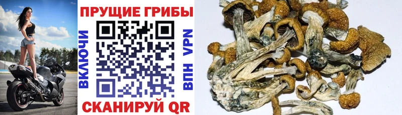 Галлюциногенные грибы ЛСД Дальнереченск